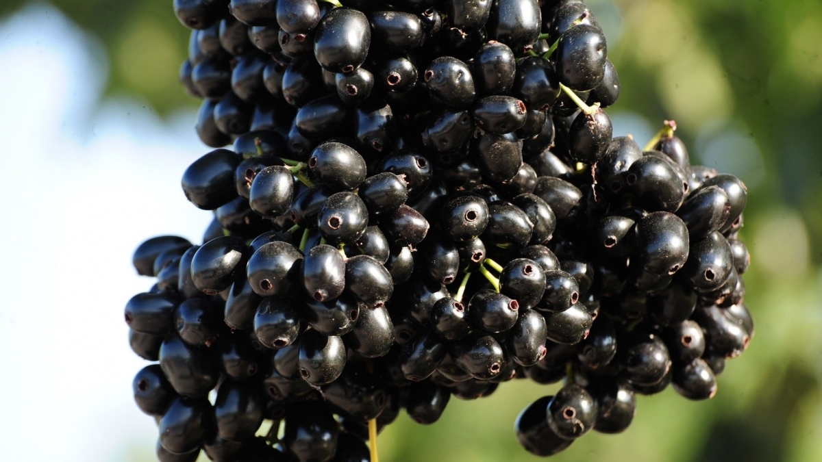 Loại quả dại có cái tên rất lạ, hái bán là hốt bạc